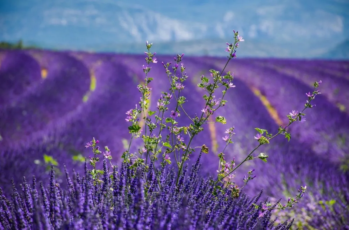 Paysage